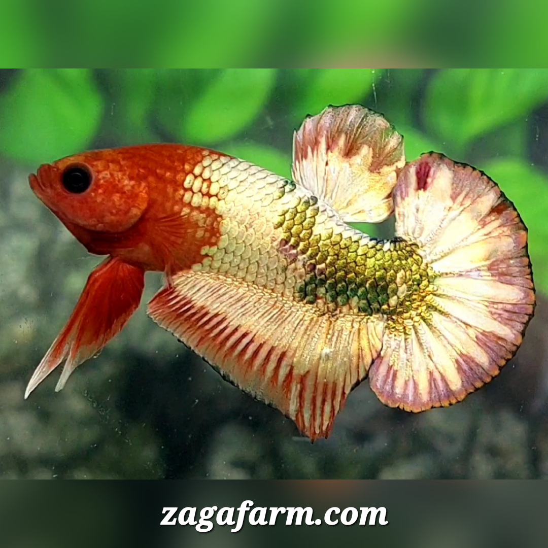 Orange Head Fancy Green Copper HMPK Male