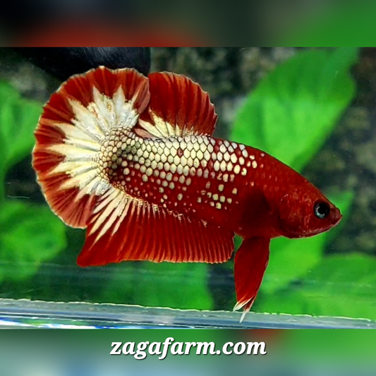 Red Fancy Copper HMPK Male