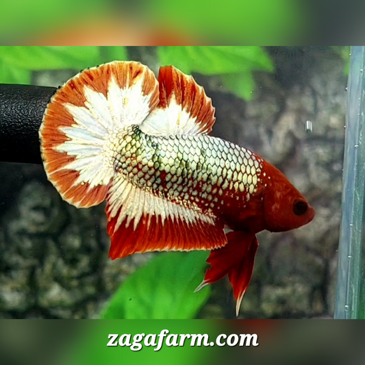 Red Head Fancy Copper HMPK Male