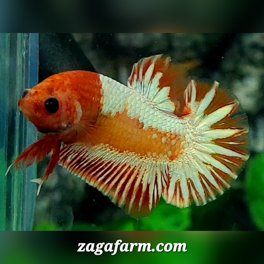 Orange Head Fancy Orange Samurai Star Tail HMPK Male