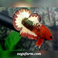 Orange Head Fancy Green Copper HMPK Male
