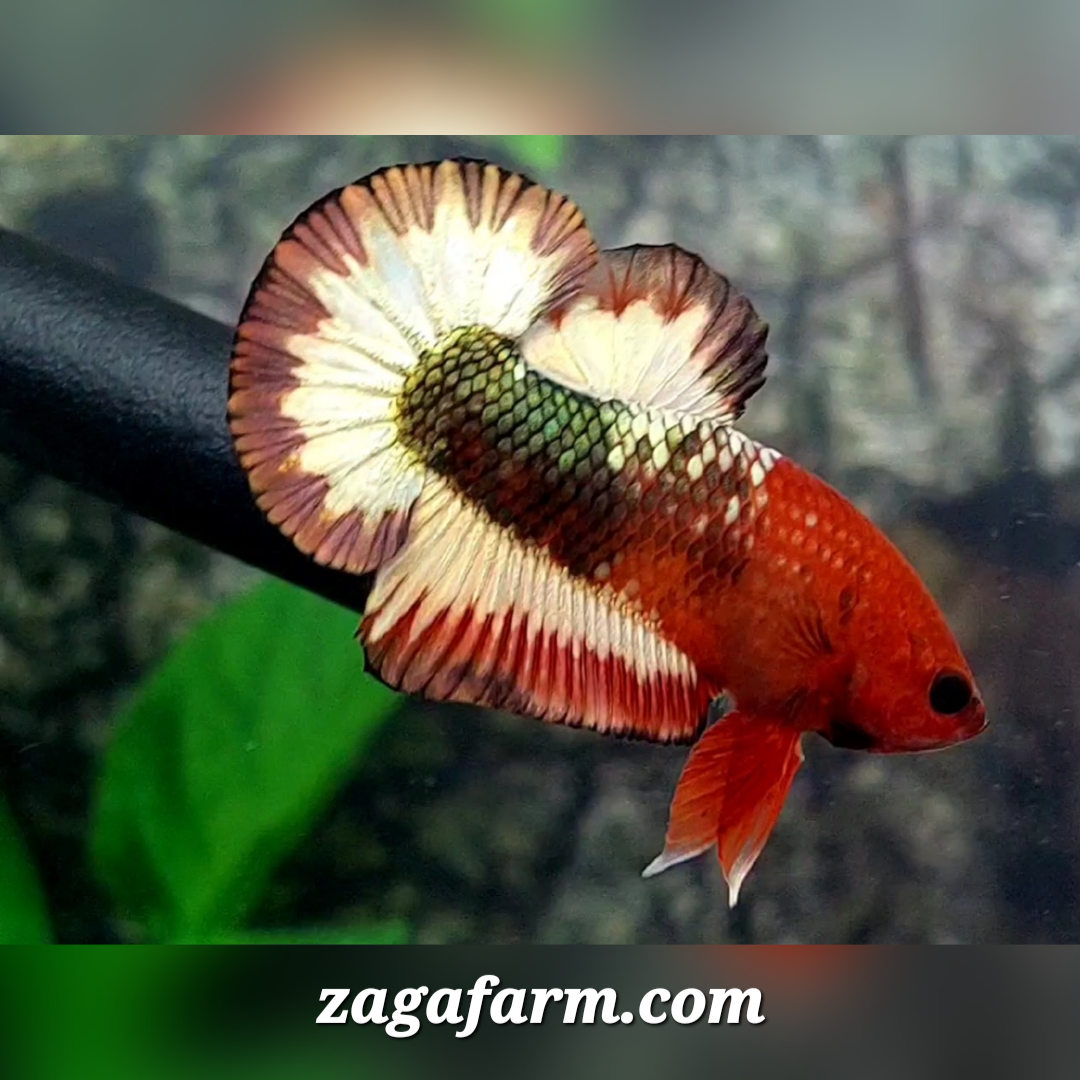 Orange Head Fancy Green Copper HMPK Male