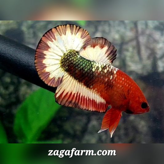 Orange Head Fancy Green Copper HMPK Male