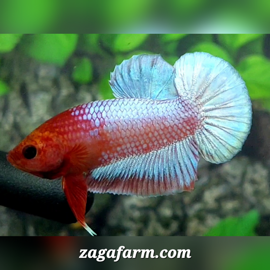 Red Head Fancy Skyblue  HMPK Male