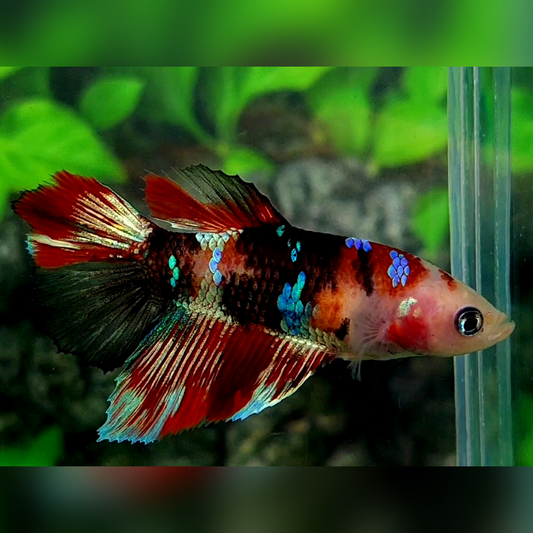 Koi Tiger Galaxy Halfmoon Female For Sorority / Breed