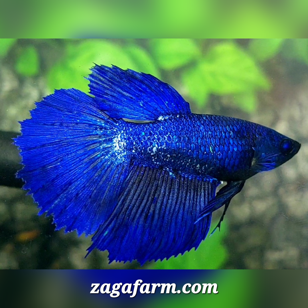 Royal Blue Huge Fin Halfmoon Female For Sorority / Breed