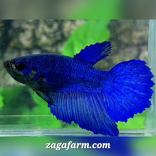 Royal Blue Halfmoon Female For Sorority / Breed