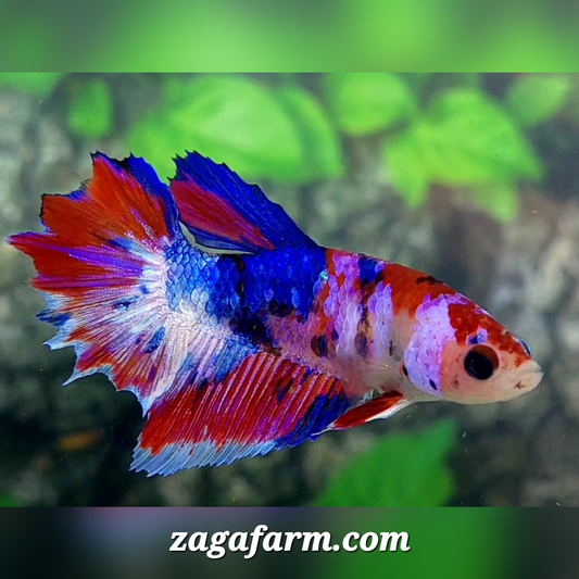 Multicolor Galaxy Sun Tail Halfmoon Female For Sorority / Breed