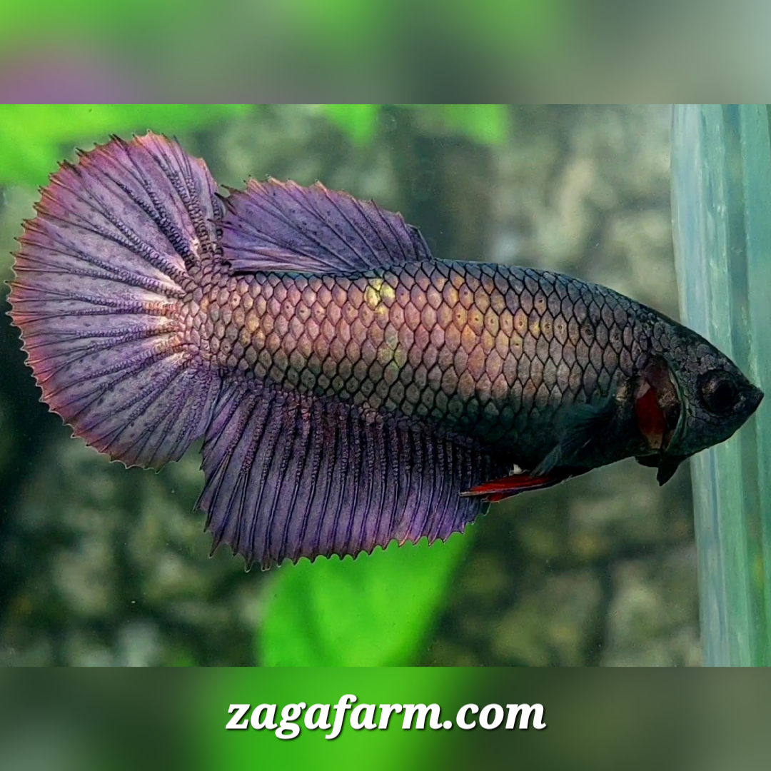 Copper Purple Halfmoon Female For Sorority / Breed