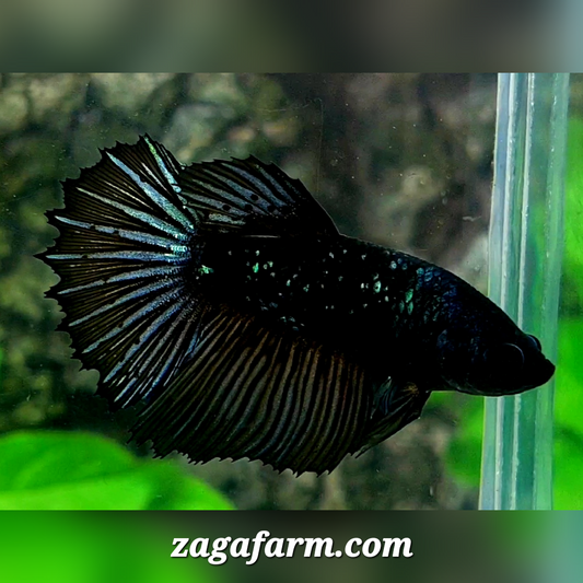 Blackstar Nebula Halfmoon Female For Sorority / Breed