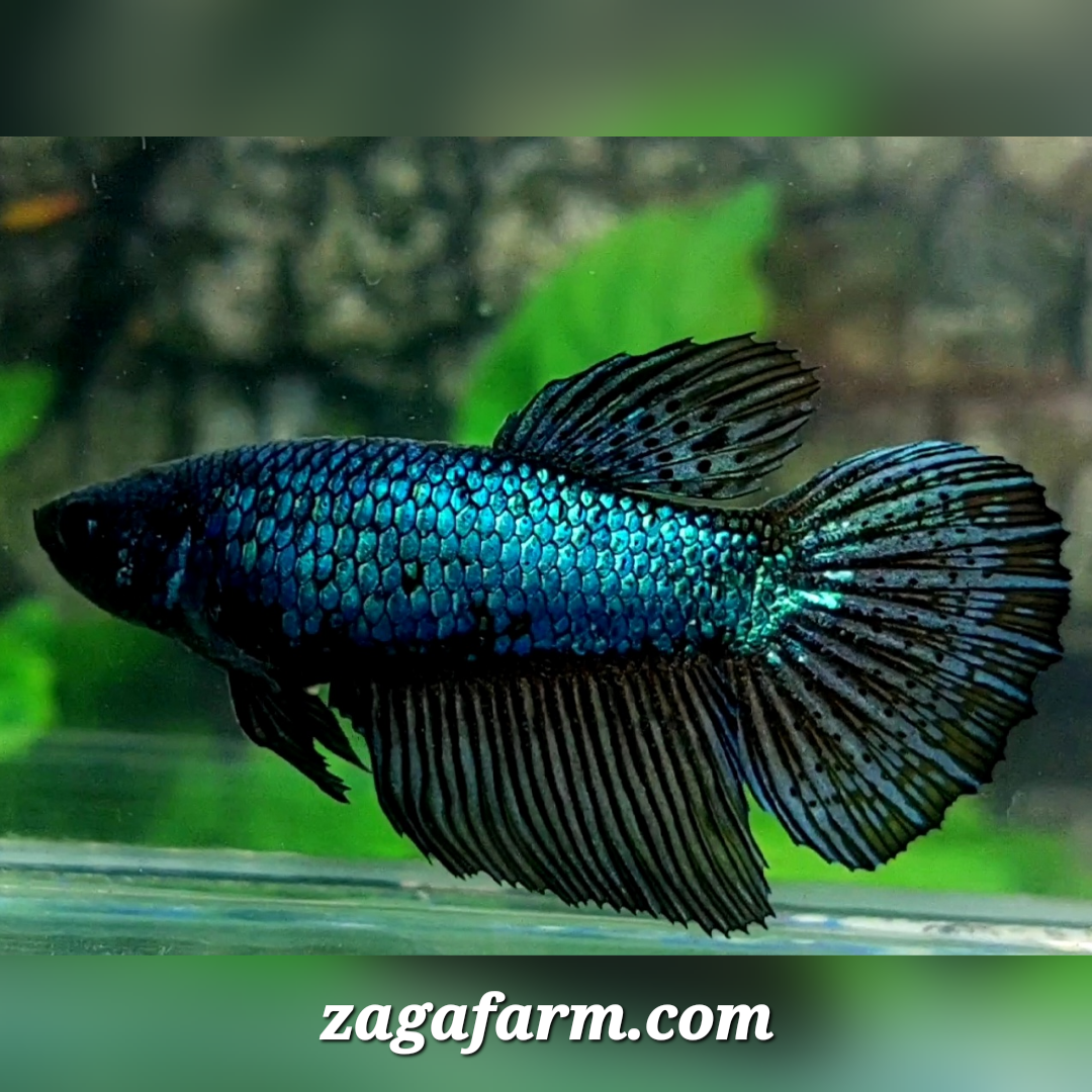 Steel Blue Orchid Halfmoon Female For Sorority / Breed