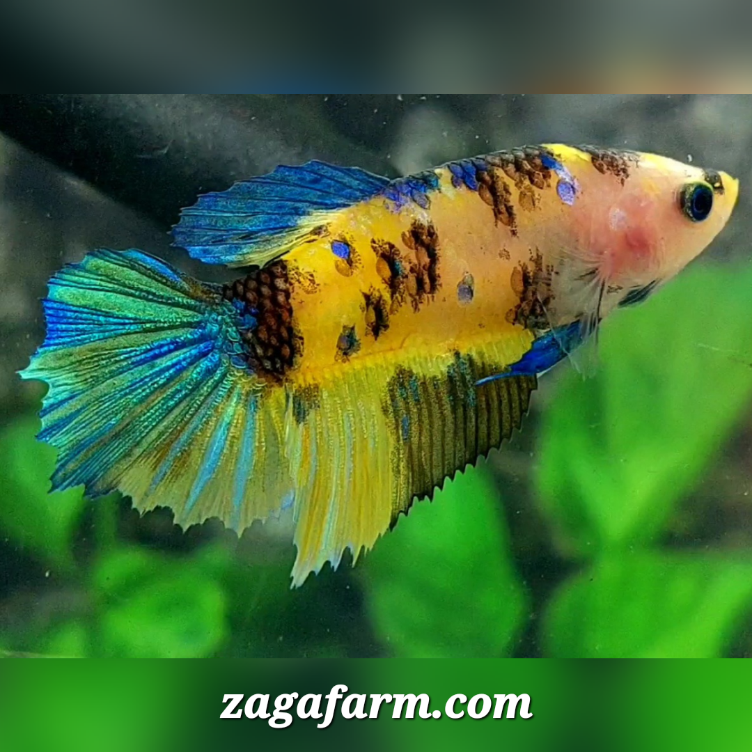 Yellow Koi Tiger Galaxy Halfmoon Female For Sorority / Breed