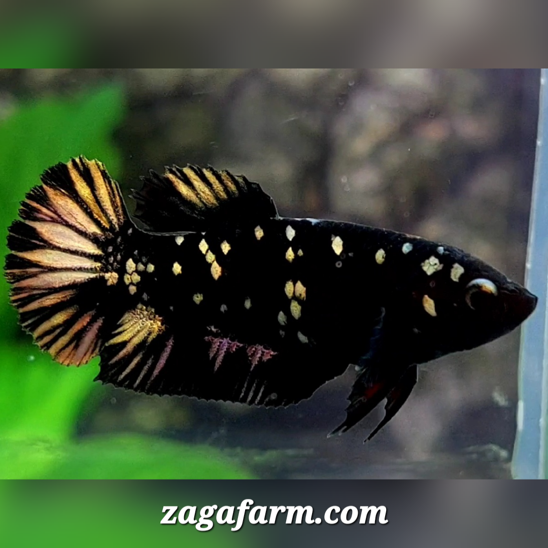 Blackstar Gold HMPK Female For Sorority / Breed