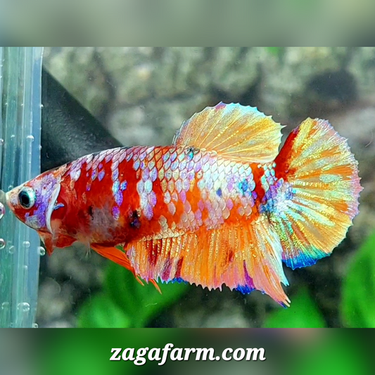 Multicolor Candy Gold HMPK Female For Sorority / Breed