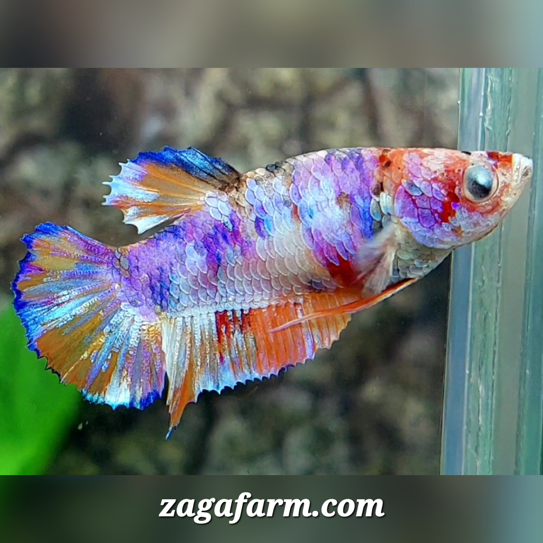 Multicolor Candy HMPK Female For Sorority / Breed