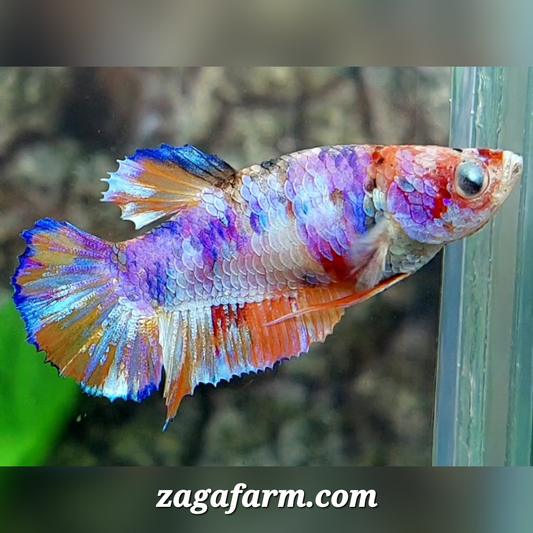 Multicolor Candy HMPK Female For Sorority / Breed