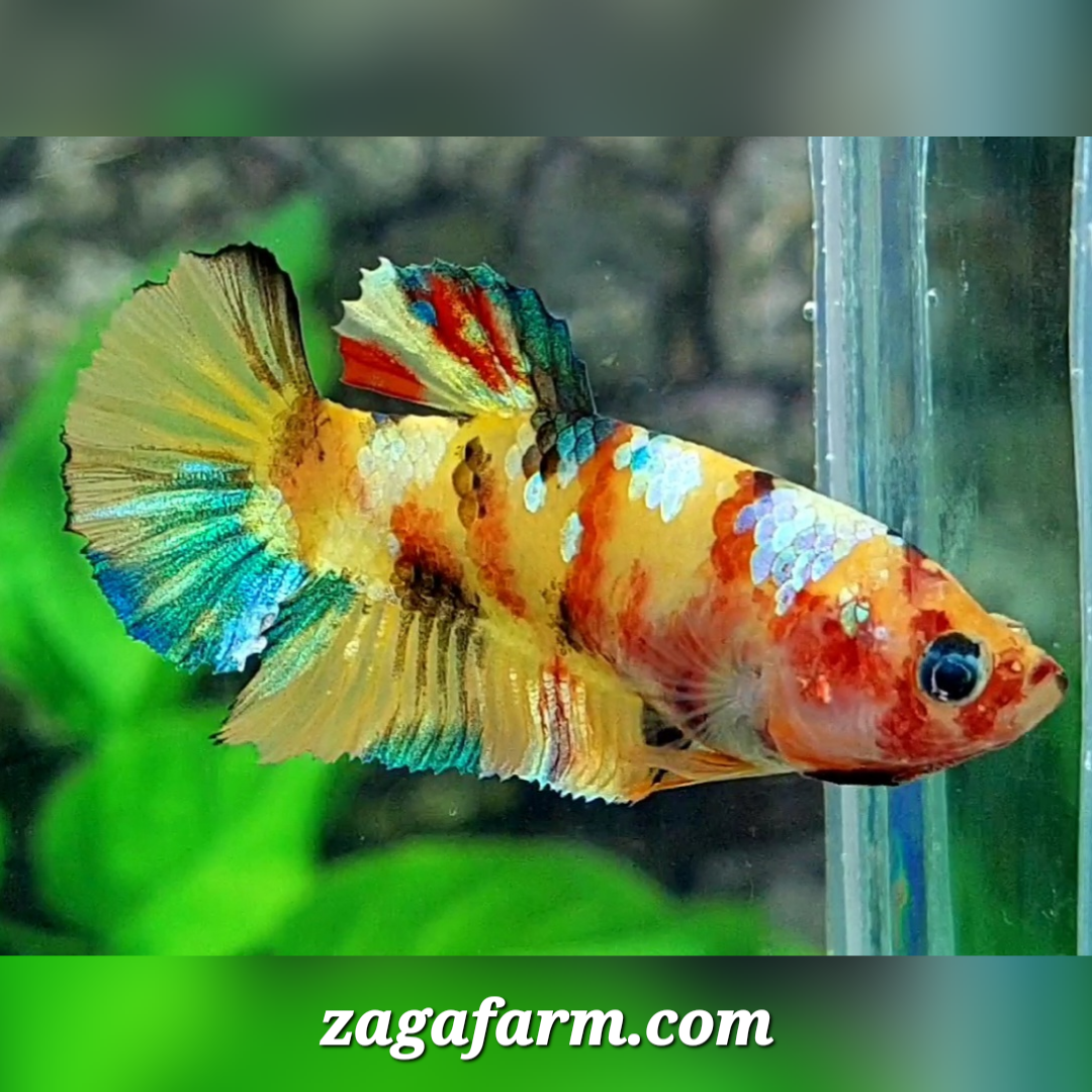 Multicolor Yellowbase Galaxy HMPK Female For Sorority / Breed