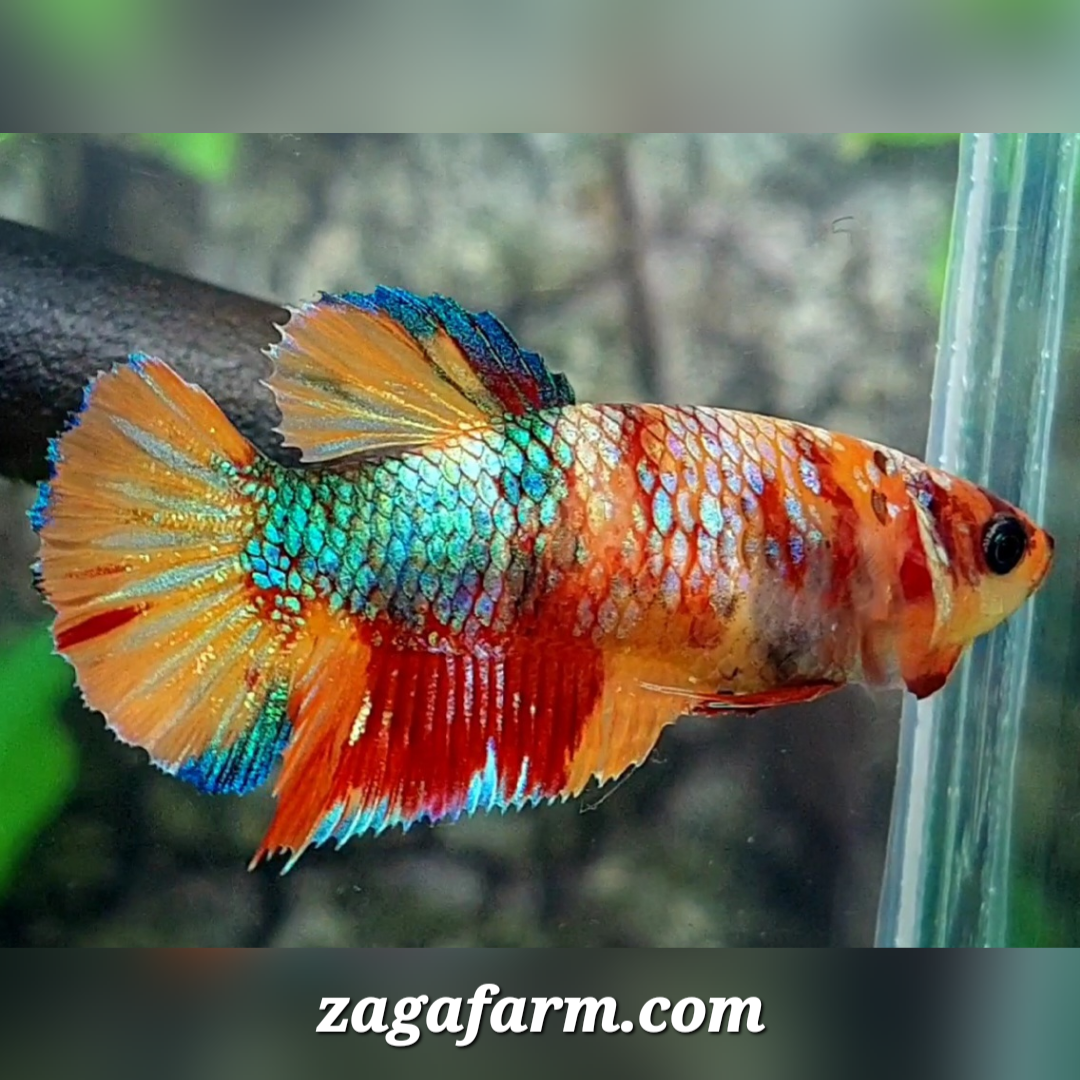 Multicolor Galaxy HMPK Female For Sorority / Breed