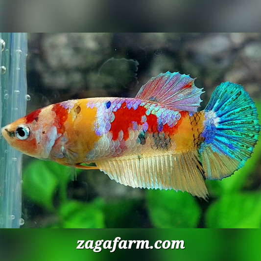 Multicolor Yellowbase Candy Galaxy HMPK Female For Sorority / Breed