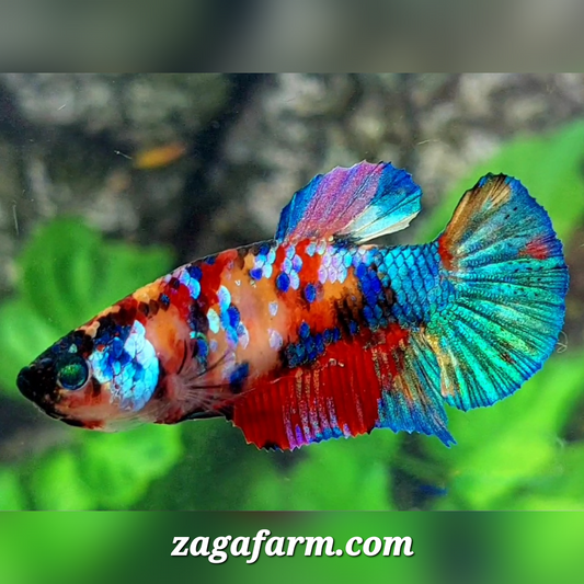 Multicolor Galaxy HMPK Female For Sorority / Breed