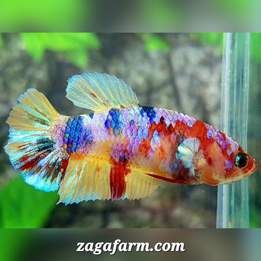 Multicolor Candy Galaxy HMPK Female For Sorority / Breed