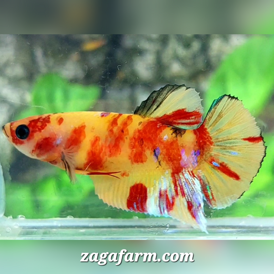 Yellowbase Leopard HMPK Female For Sorority / Breed