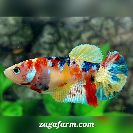 Multicolor Galaxy HMPK Female For Sorority / Breed