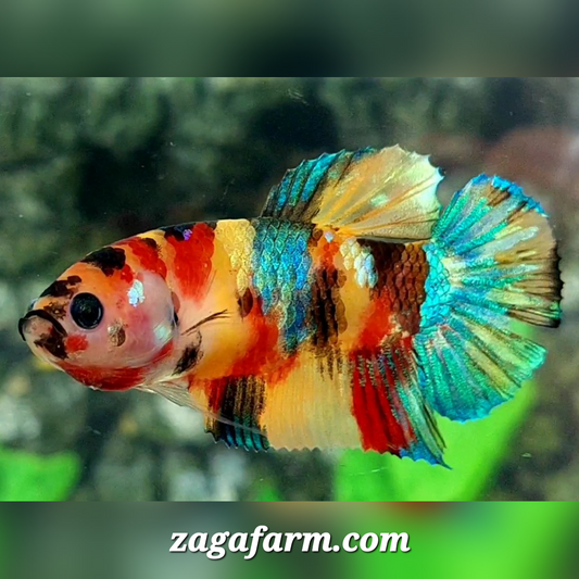 Yellowbase Multicolor Galaxy HMPK Female For Sorority / Breed