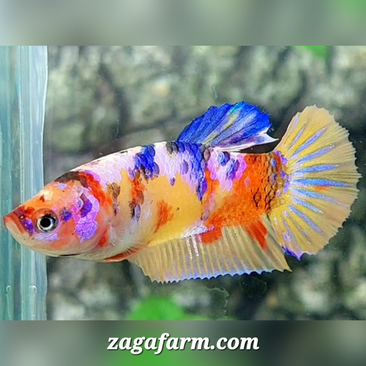 Yellowbase Multicolor Candy Galaxy HMPK Female For Sorority / Breed