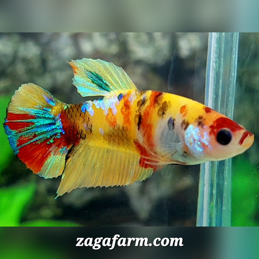 Multicolor Yellowbase Galaxy HMPK Female For Sorority / Breed