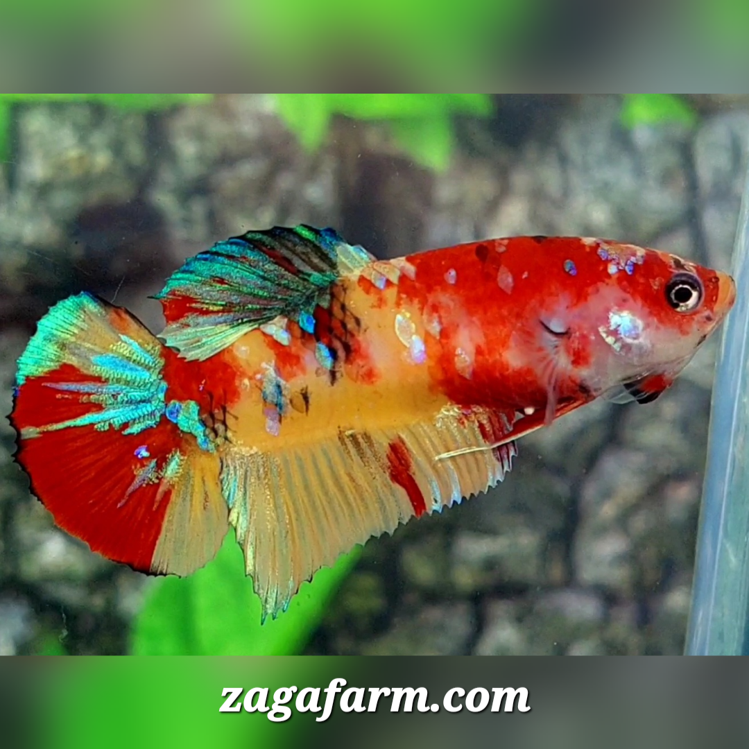 Yellowbase Koi Galaxy HMPK Female For Sorority / Breed