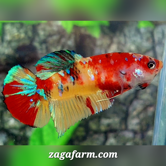 Yellowbase Koi Galaxy HMPK Female For Sorority / Breed