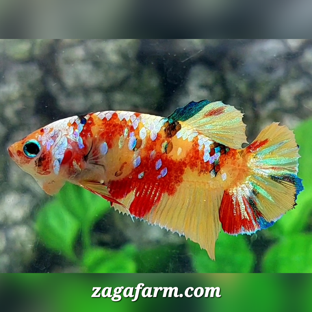 Yellowbase Multicolor Galaxy HMPK Female For Sorority / Breed