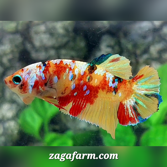 Yellowbase Multicolor Galaxy HMPK Female For Sorority / Breed