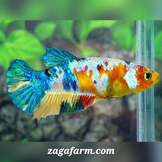 Multicolor Galaxy HMPK Female For Sorority / Breed