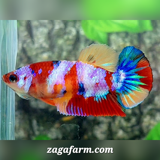 Multicolor Candy Galaxy HMPK Female For Sorority / Breed