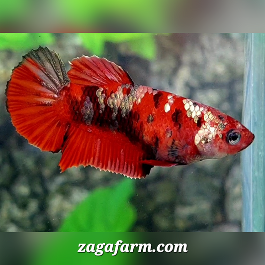 Red Tiger Copper Galaxy HMPK Female For Sorority / Breed