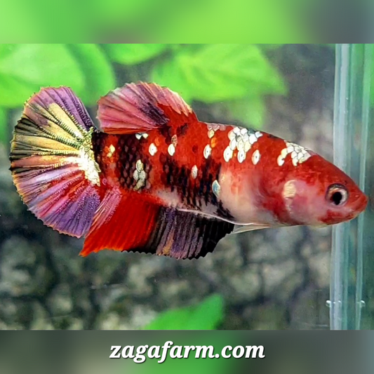 Red Tiger Koi Copper Purple Galaxy HMPK Female For Sorority / Breed