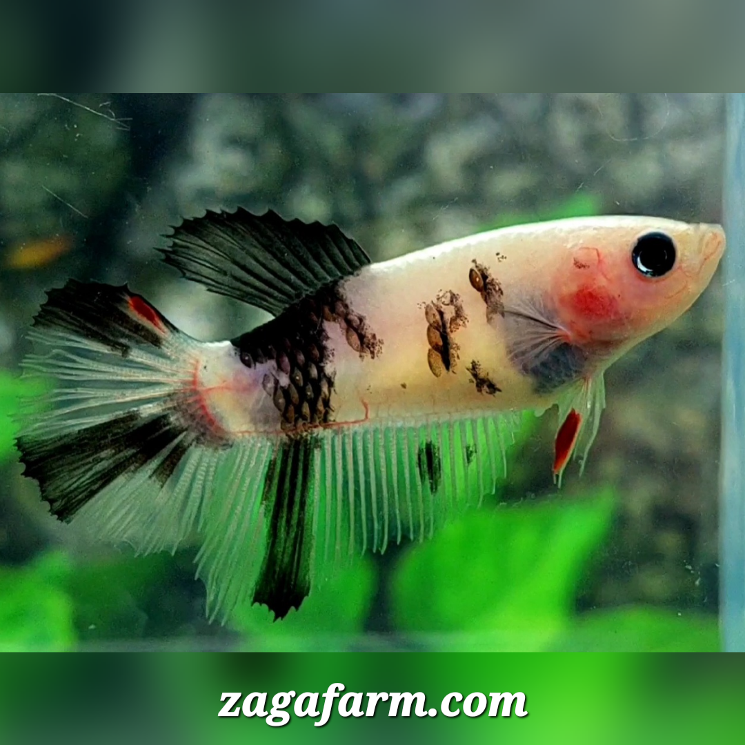 Classic Black Koi Halfmoon Female For Sorority / Breed