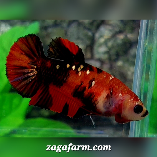 Red Tiger Gold Galaxy HMPK Female For Sorority / Breed