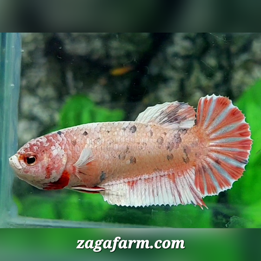 Fancy Copper Candy HMPK Female For Sorority / Breed