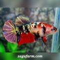 Red Koi Copper Purple Gold Galaxy HMPK Female For Sorority / Breed