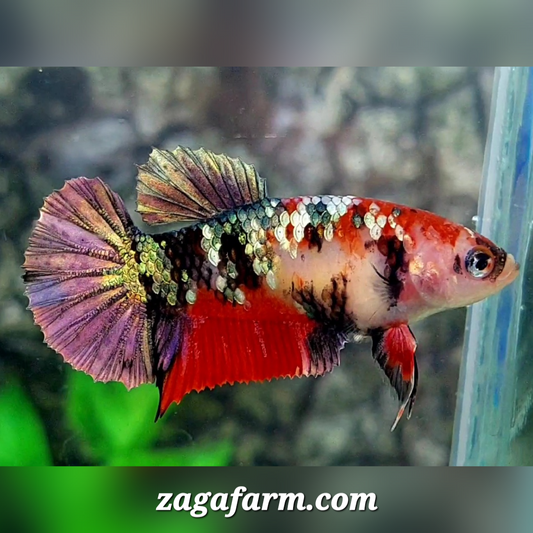 Red Koi Copper Purple Gold Galaxy HMPK Female For Sorority / Breed