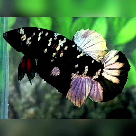 Blackstar Copper Purple Gold HMPK Male