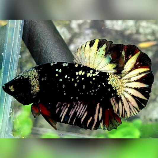 Blackstar Copper Gold HMPK Male