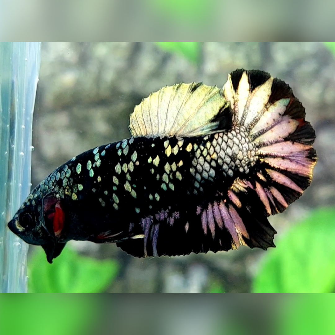 Blackstar Copper Gold HMPK Male