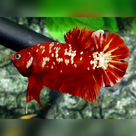 Red Gold Galaxy HMPK Male