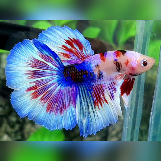 Multicolor Skyblue Candy Halfmoon Male