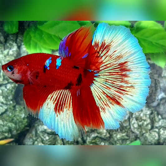 Red Barongsai Halfmoon Male