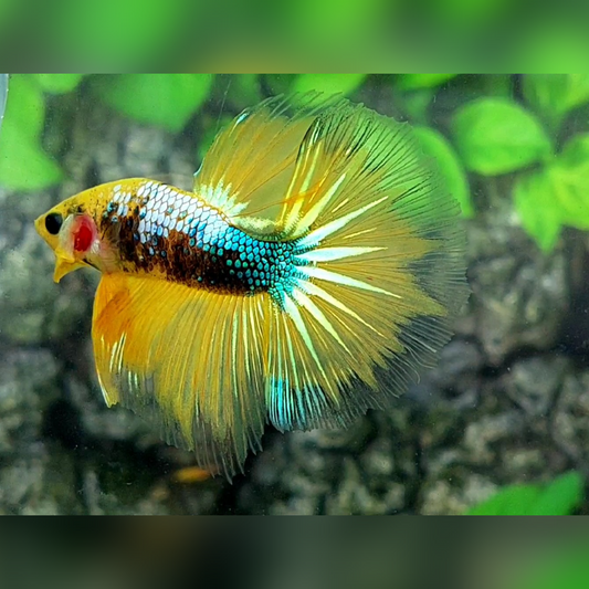 Yellow Fancy Halfmoon Male